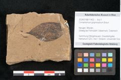 Foto (Objekt + Etikett) von Cinnamomum polymorphum Braun (NHMW-GEO-2024-0188-11402)